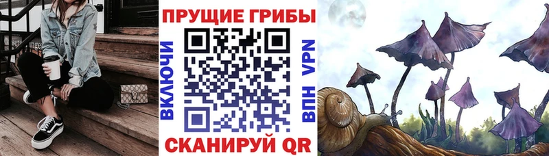 продажа наркотиков  Благовещенск  гидра сайт  Псилоцибиновые грибы Psilocybine cubensis 